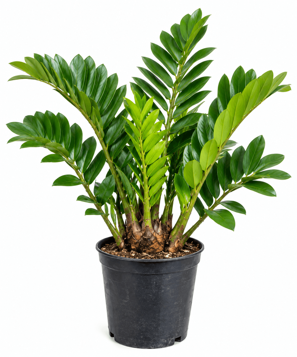 Zamia Palm